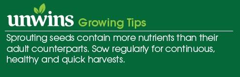 Sprouting Seeds Rocket Seeds Unwins Growing Tips